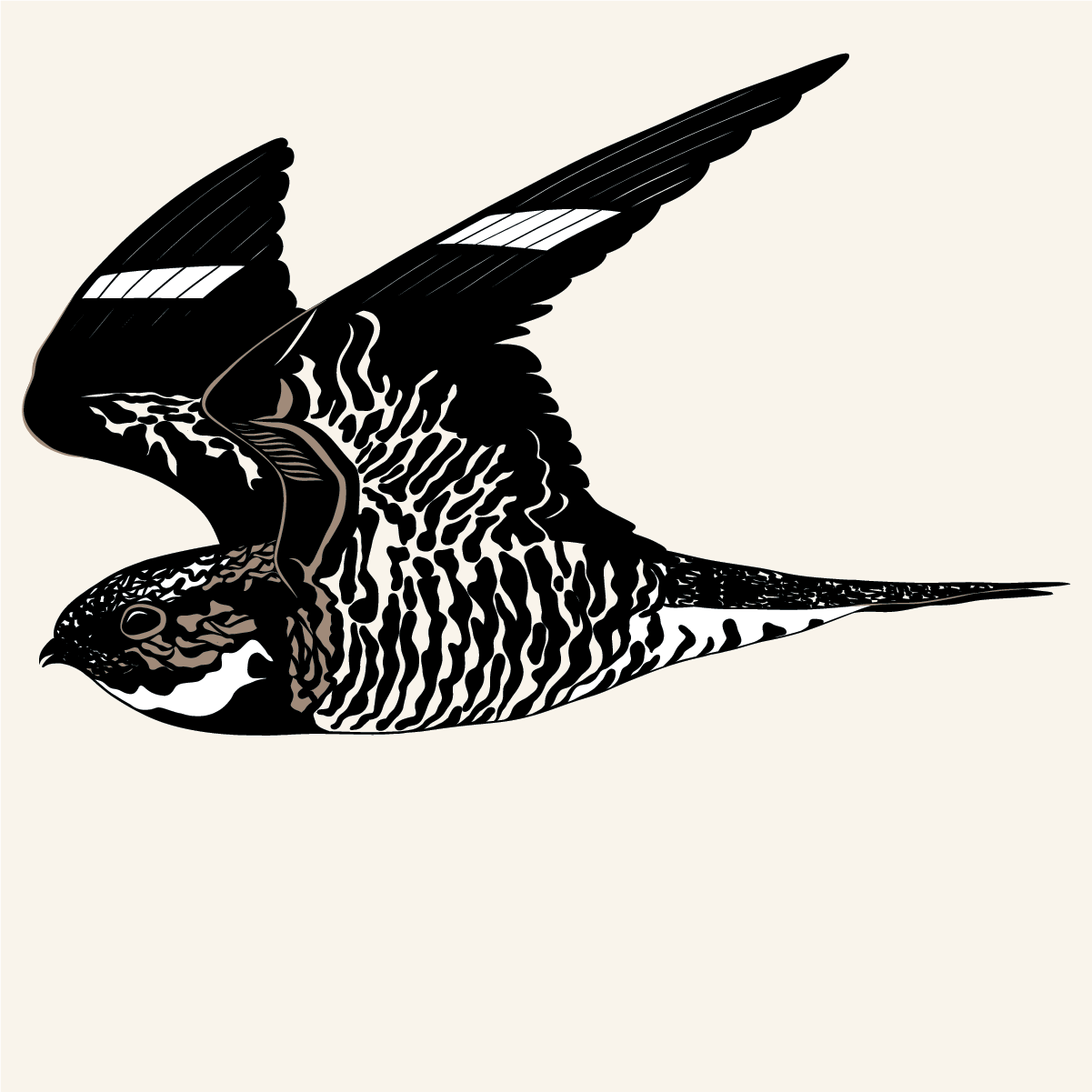 Illustration of a Common Nighthawk