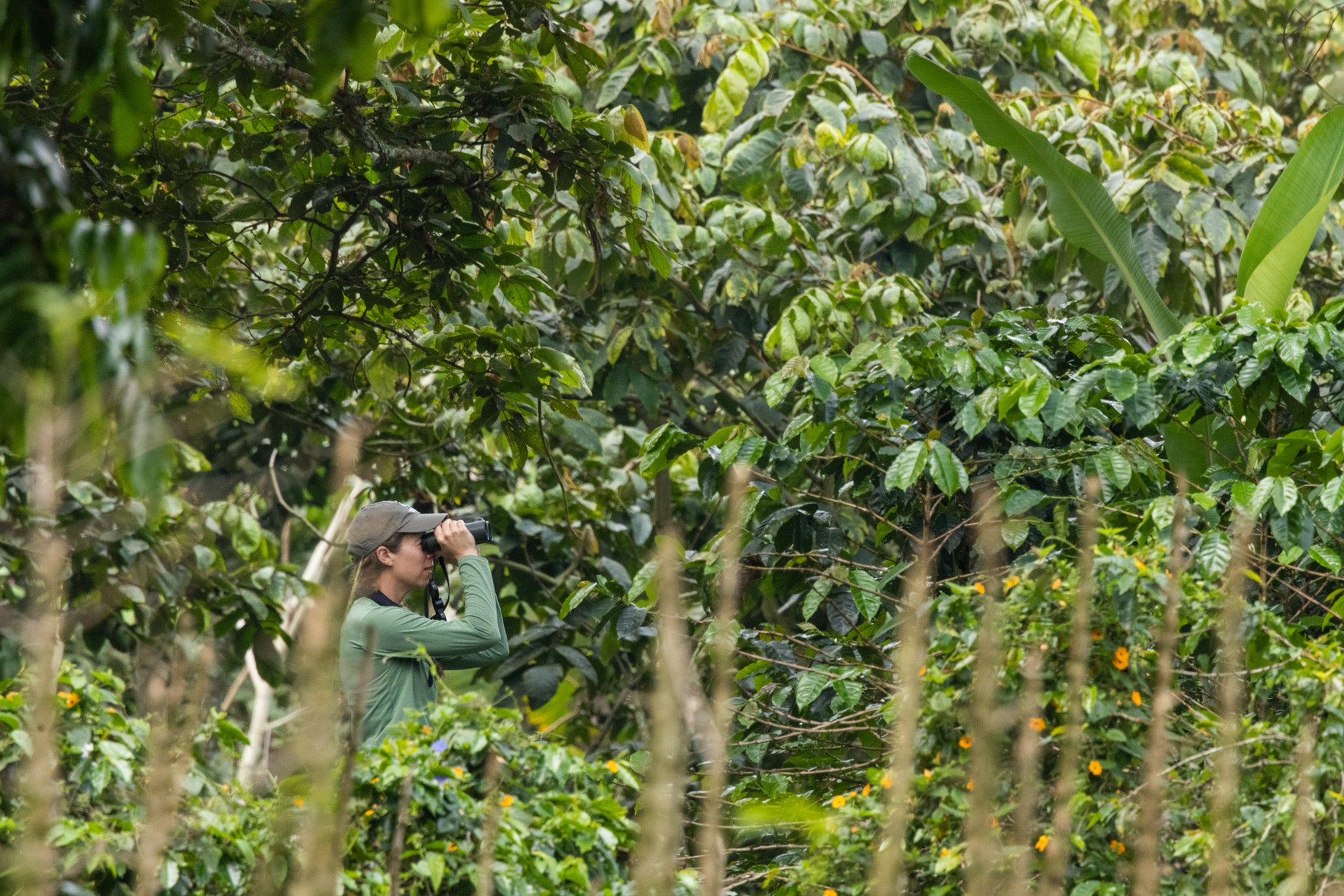 A woman bird watching in the jungle