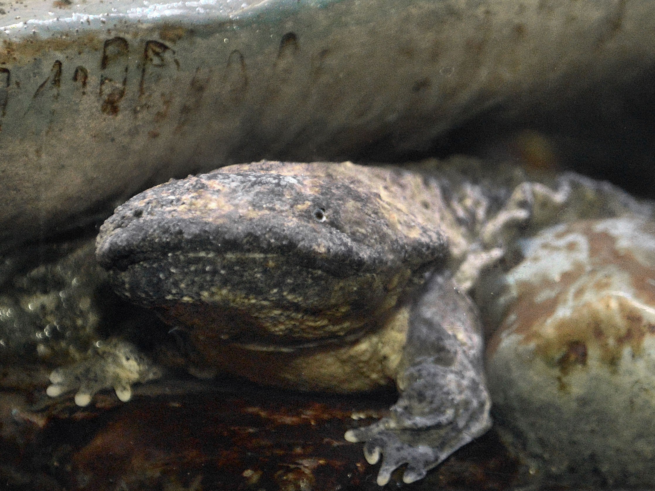Close-up of a Eastern Hellbender Salamander on some rocks