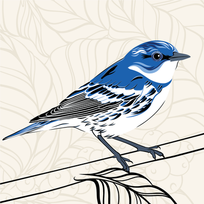Bird Friendly Honduras