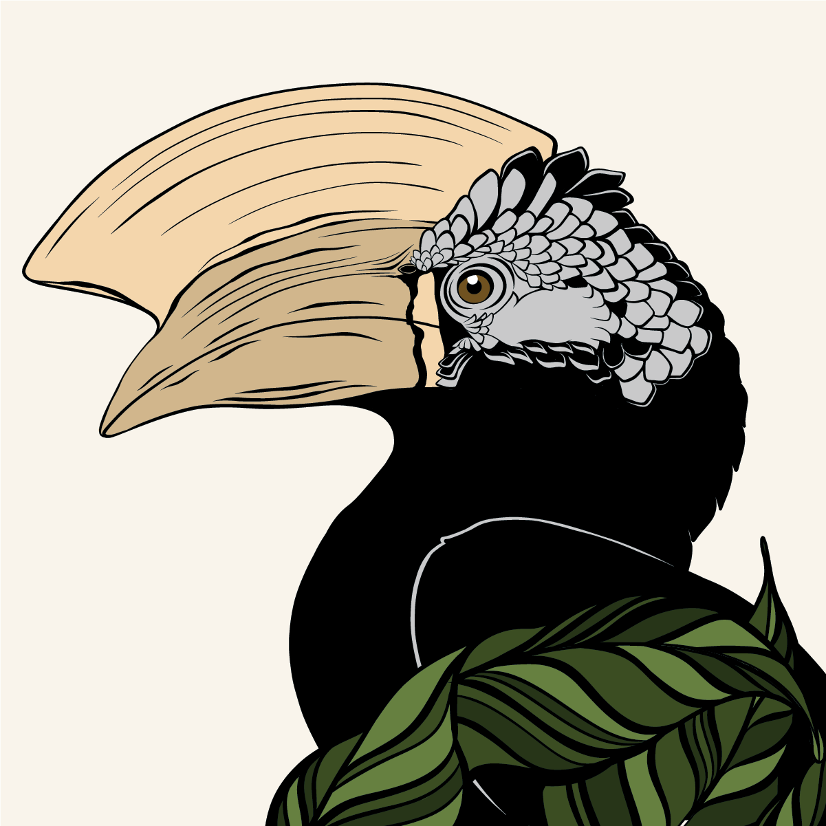 Illustration of a Silvery-cheeked hornbill