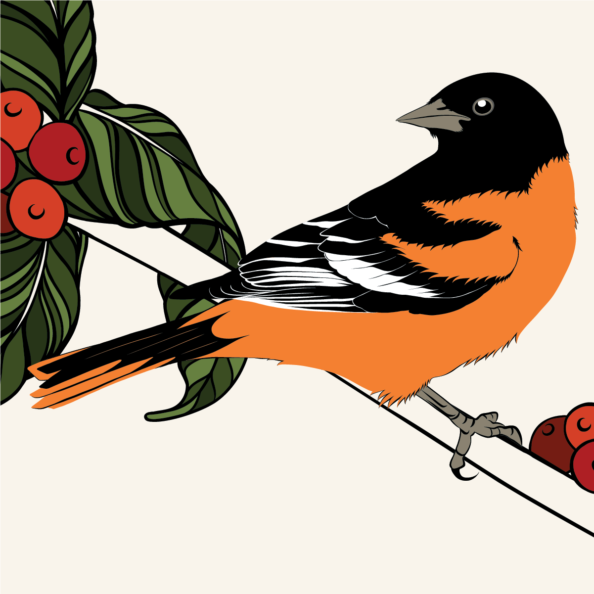 Illustration of a Baltimore Oriole