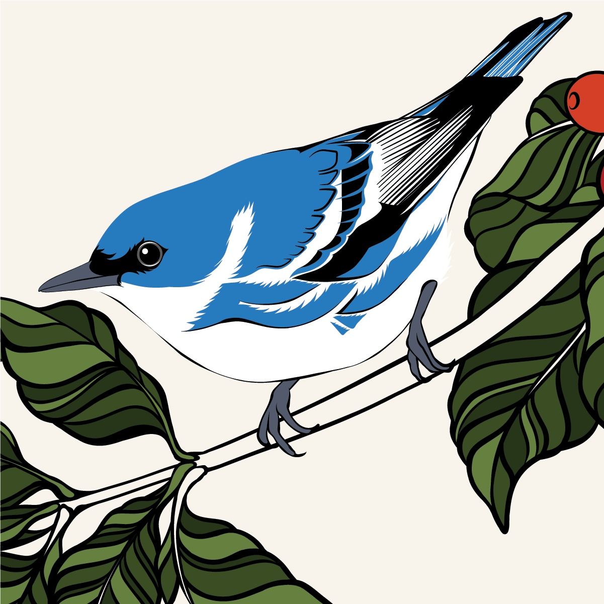 Illustration of a Cerulean warbler