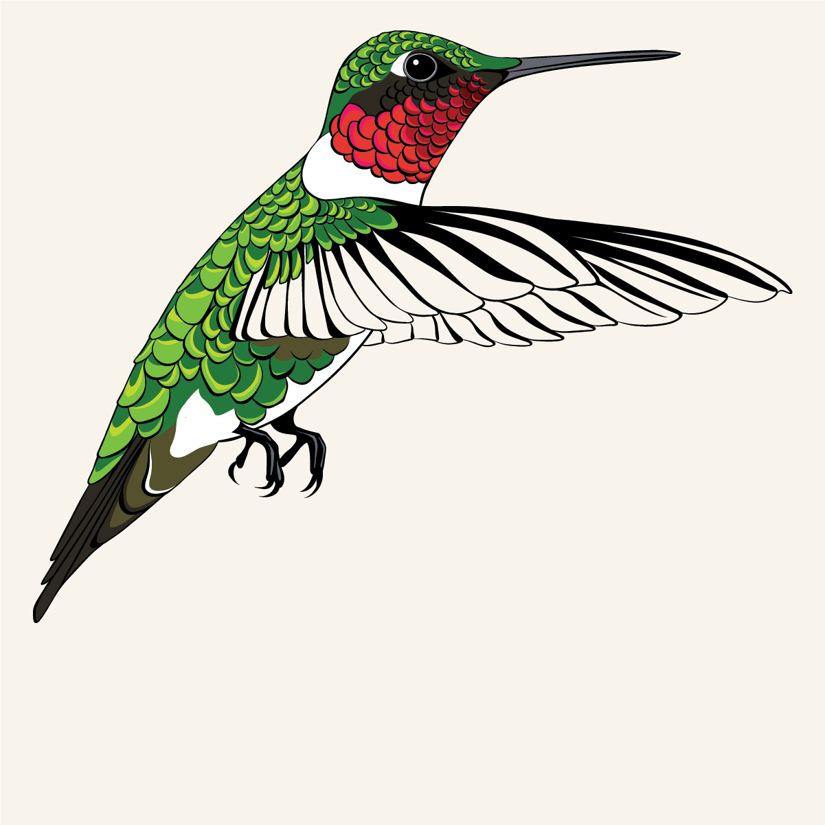 Illustration of a Ruby-throated hummingbird