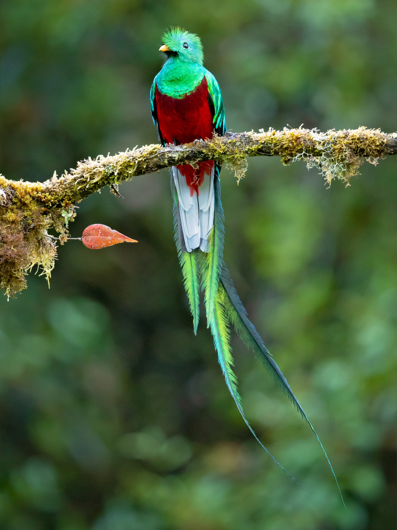 A Resplendent Quetzal (tropical bird) sitting on a branch in the jungle.